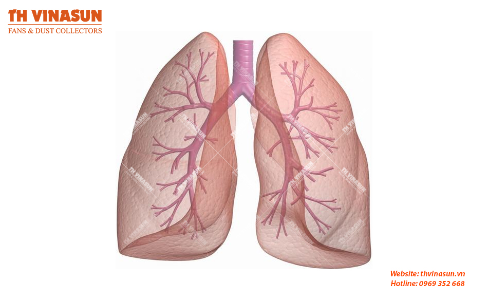 Gây các bệnh liên quan đến phổi
